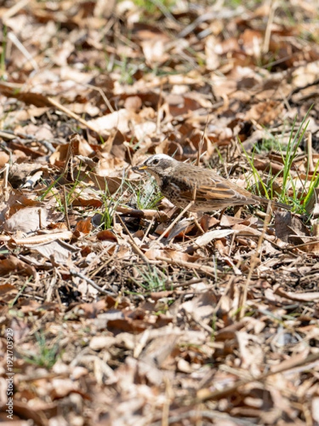 Obraz 落ち葉の上のツグミ