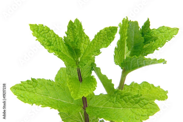 Obraz Pfefferminze - peppermint 04