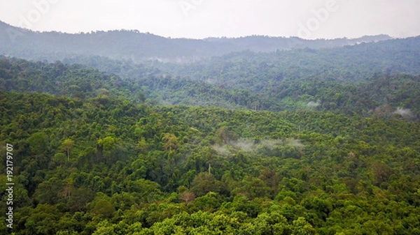 Obraz Aerial view of the tropical rain forest.
