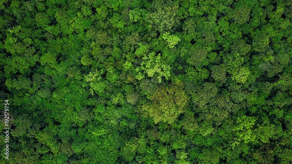 Obraz Aerial top view of the tropical rain forest.
