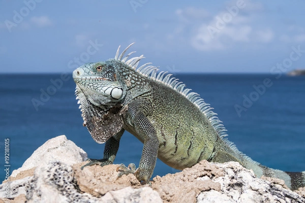 Fototapeta Caribbean iguana on rocks with blue sea and sky on background