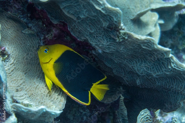 Fototapeta The rock beauty (Holacanthus tricolor) is a species of marine angelfish of the family Pomacanthidae. Other common names include corn sugar, coshubba, rock beasty and yellow nanny.