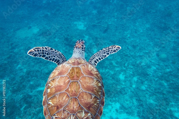Fototapeta The hawksbill sea turtle (Eretmochelys imbricata) is a critically endangered sea turtle 