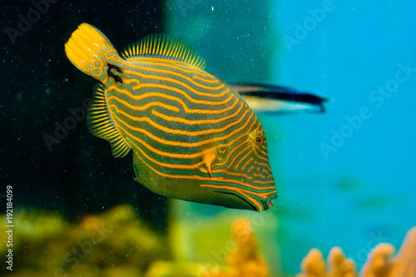 Fototapeta Orange Lined Trigger Fish