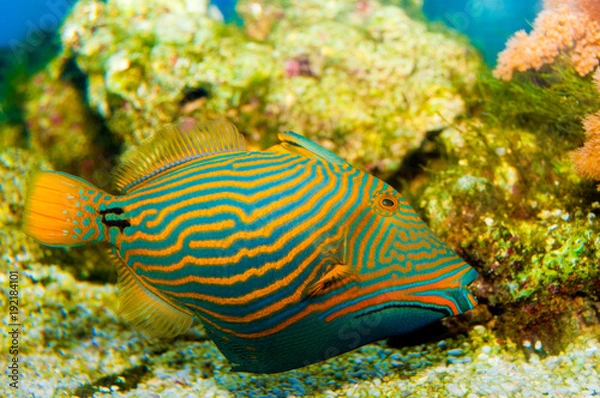 Fototapeta Orange Lined Trigger Fish