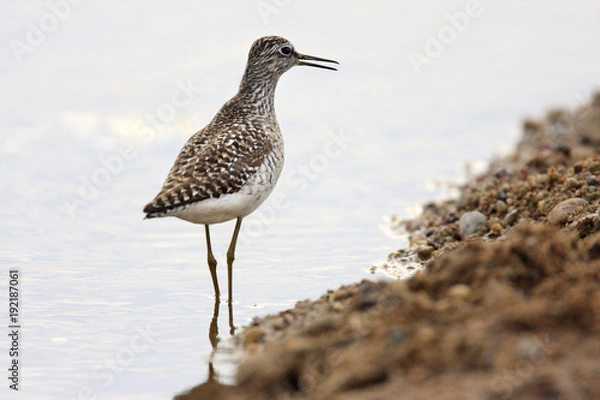 Fototapeta Single Wood sandpiper bird hunting in water of wetlands during a spring nesting period