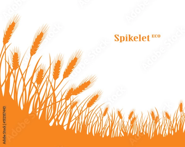 Fototapeta A set of spikelets of golden wheat, rye, barley on a white background of various shapes. Vector.