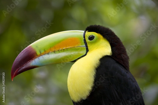 Obraz Toucan