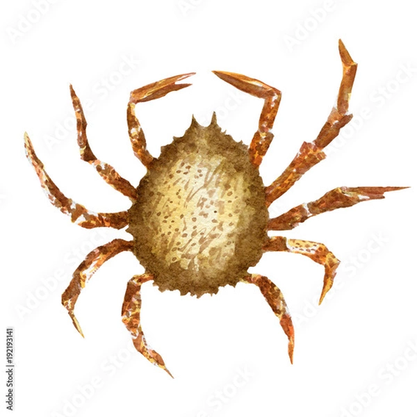 Fototapeta fresh crab isolated on a white background