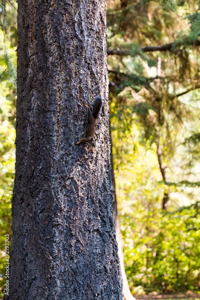 Fototapeta Upside-down Squirrel