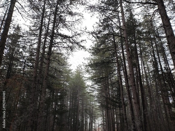 Fototapeta pine trees in the forest
