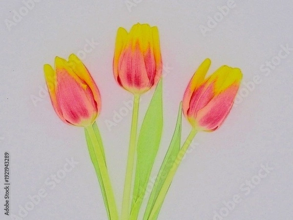 Obraz red and yellow tulips