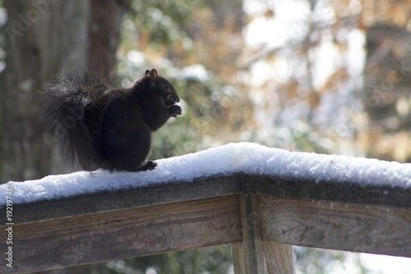 Fototapeta Black Squirrel on the deck