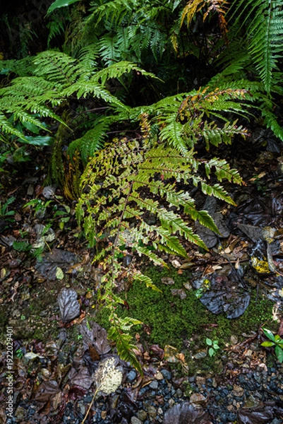 Obraz 鹿児島県奄美大島金作原原生林時の葉音