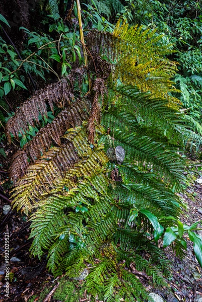Obraz 鹿児島県奄美大島金作原原生林森の褪色