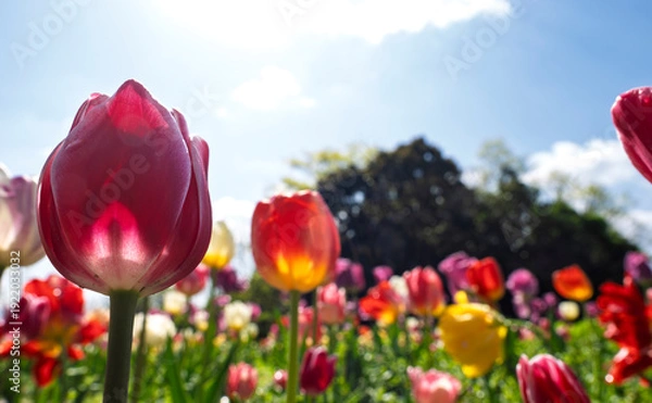 Obraz 生命の輝き。光と雫のカラフルチューリップ