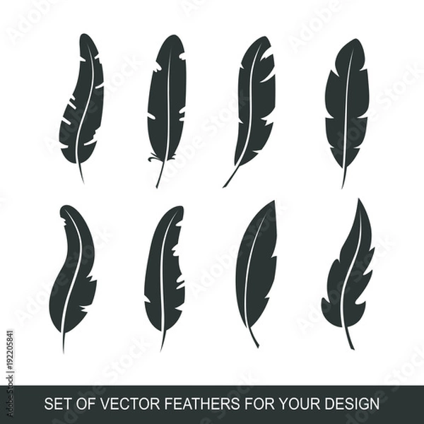 Fototapeta Different set feather vector icon isolated on white background. Collection for writing text and design. Graphic illustration