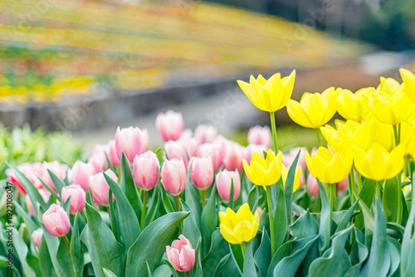 Obraz 	黄色とピンクのチューリップ