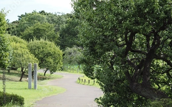 Obraz 緑の散歩道