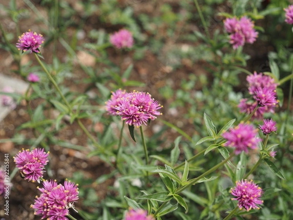 Obraz センニチコウ