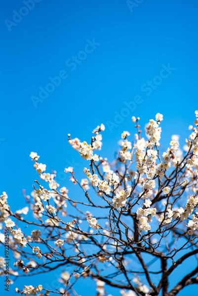 Obraz 26219鎌倉　北鎌倉10　白梅