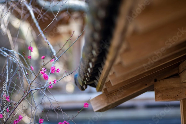 Obraz 26219鎌倉　浄智寺1　紅梅