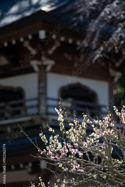 Obraz 26219鎌倉　浄智寺1　紅梅