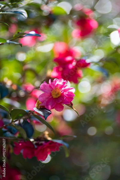 Obraz 26219鎌倉　北鎌倉2　椿