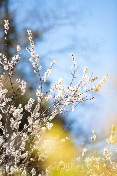 Obraz 26219鎌倉　北鎌倉1　梅