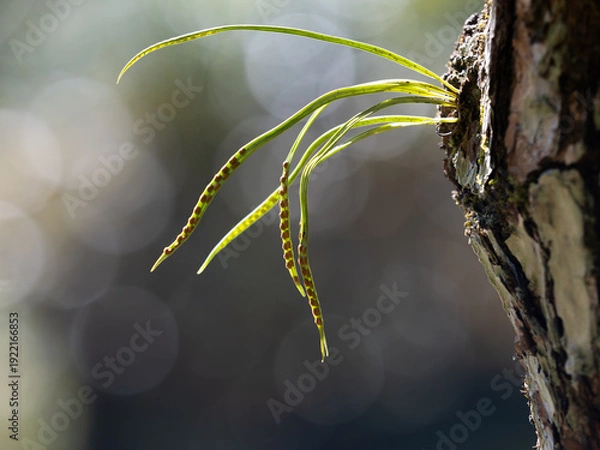 Obraz 軒忍の胞子嚢