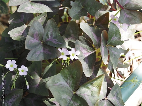 Obraz オキザリス　トリアングラシス