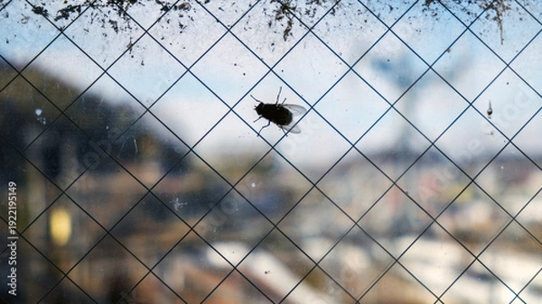 Obraz ガラスに停まったハエ