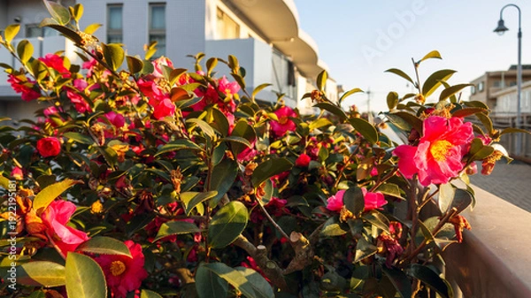 Obraz 夕陽に照らされたツバキ