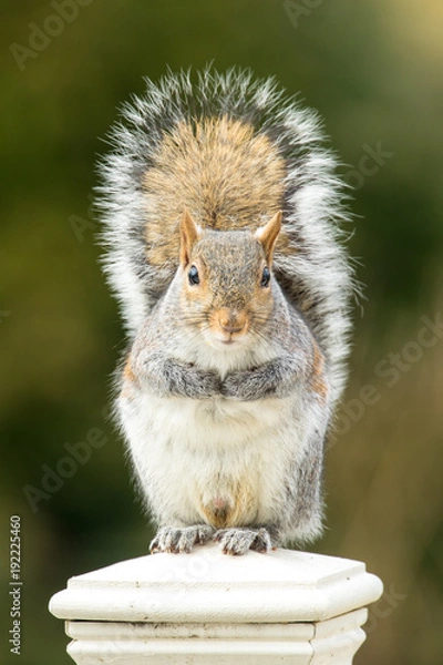 Obraz Grey Squirrel on Fence