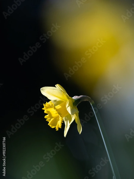 Obraz 美しい黄色のラッパスイセン
