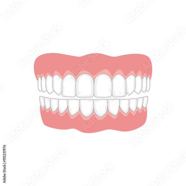 Fototapeta Jaw with teeth on white background, medicine concept.
