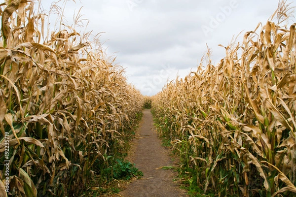 Obraz Path through a maze of corn