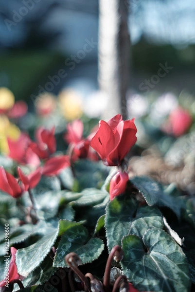 Obraz 赤いシクラメン