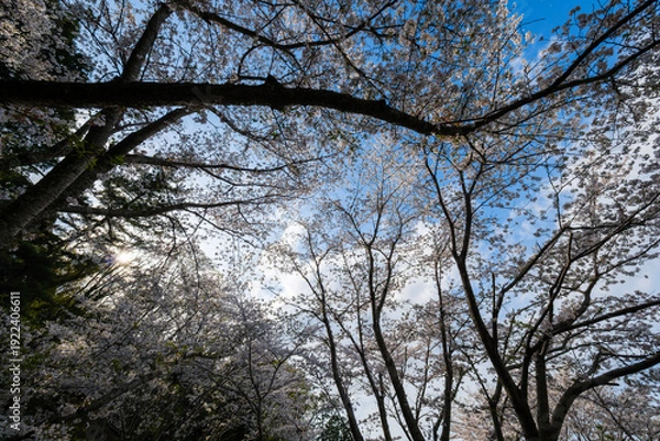 Obraz 散歩の途中で見つけた春の風景