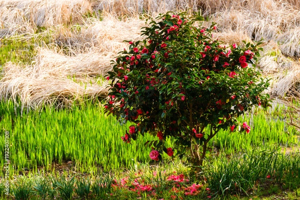 Obraz 散歩の途中で見つけた春の風景