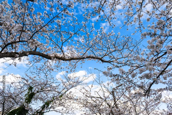 Obraz 散歩の途中で見つけた春の風景