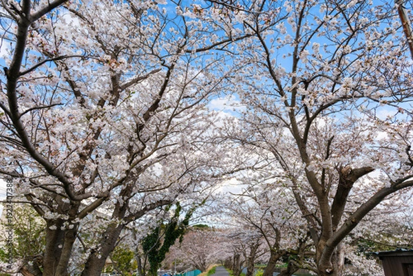 Obraz 散歩の途中で見つけた春の風景