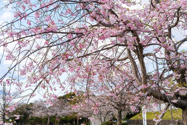 Obraz 散歩の途中で見つけた春の風景