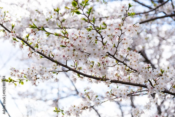 Obraz 散歩の途中で見つけた春の風景