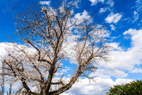 Obraz 散歩の途中で見つけた春の風景