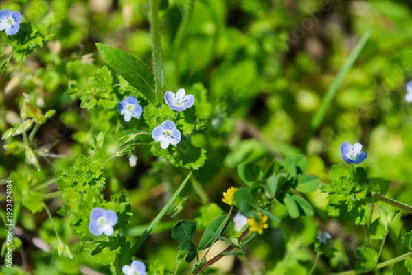 Obraz 春の野原に咲く小さなオオイヌノフグリの青い花