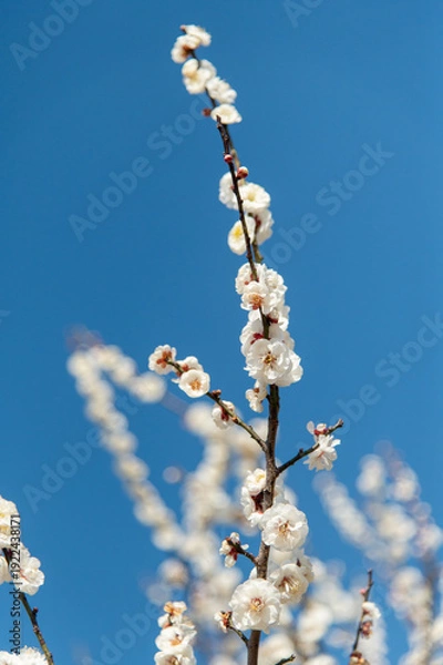 Obraz 北総花の丘公園に咲く青空に映える白梅の花
