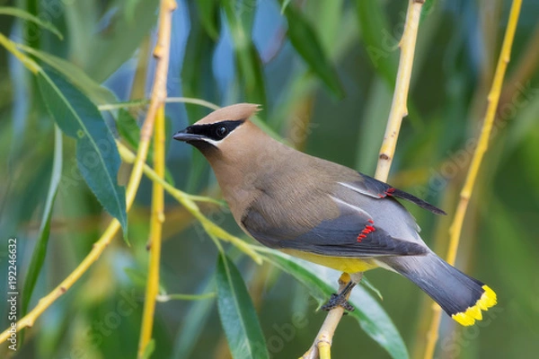 Obraz Cedar Waxwing Portrait