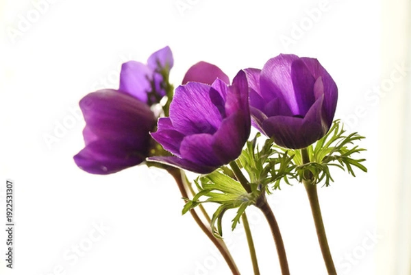 Obraz 紫色のアネモネ