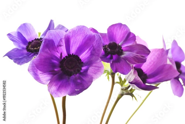 Obraz 紫色のアネモネ